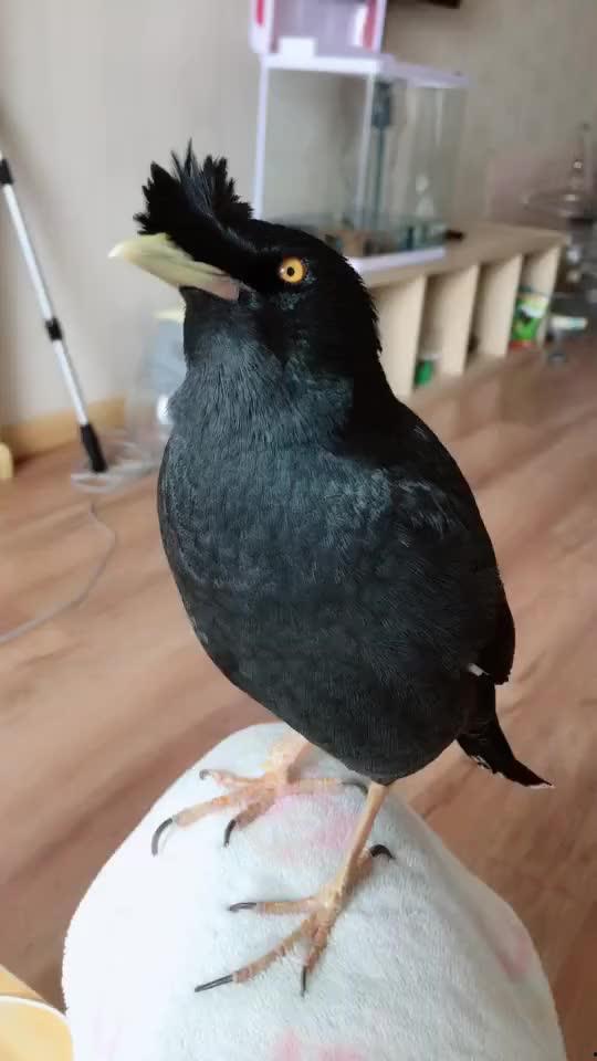 娱乐吃瓜小八哥是谁啊视频