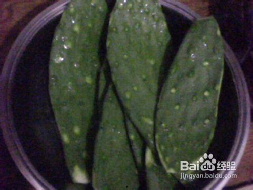 仙人掌吃瓜娱乐,仙人掌与瓜果的奇幻娱乐之旅